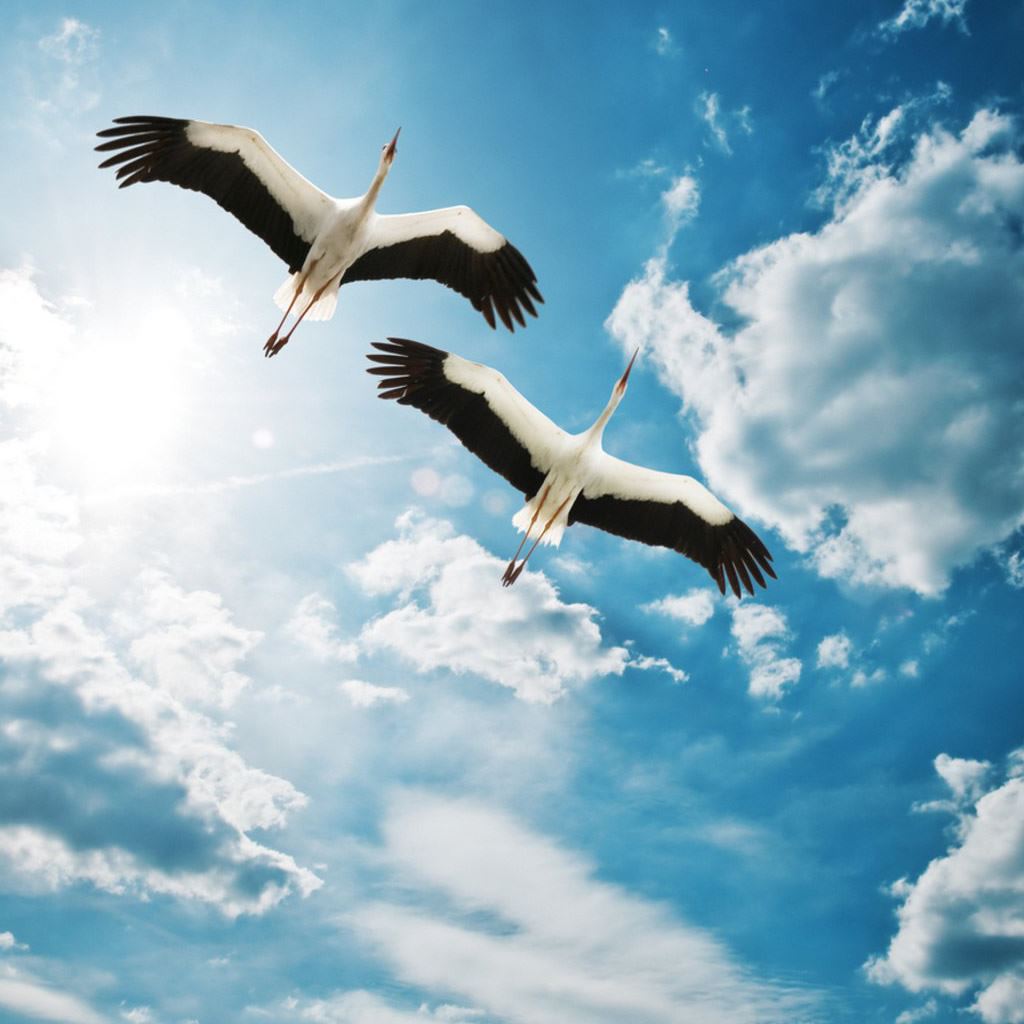 Storks iPad Wallpaper