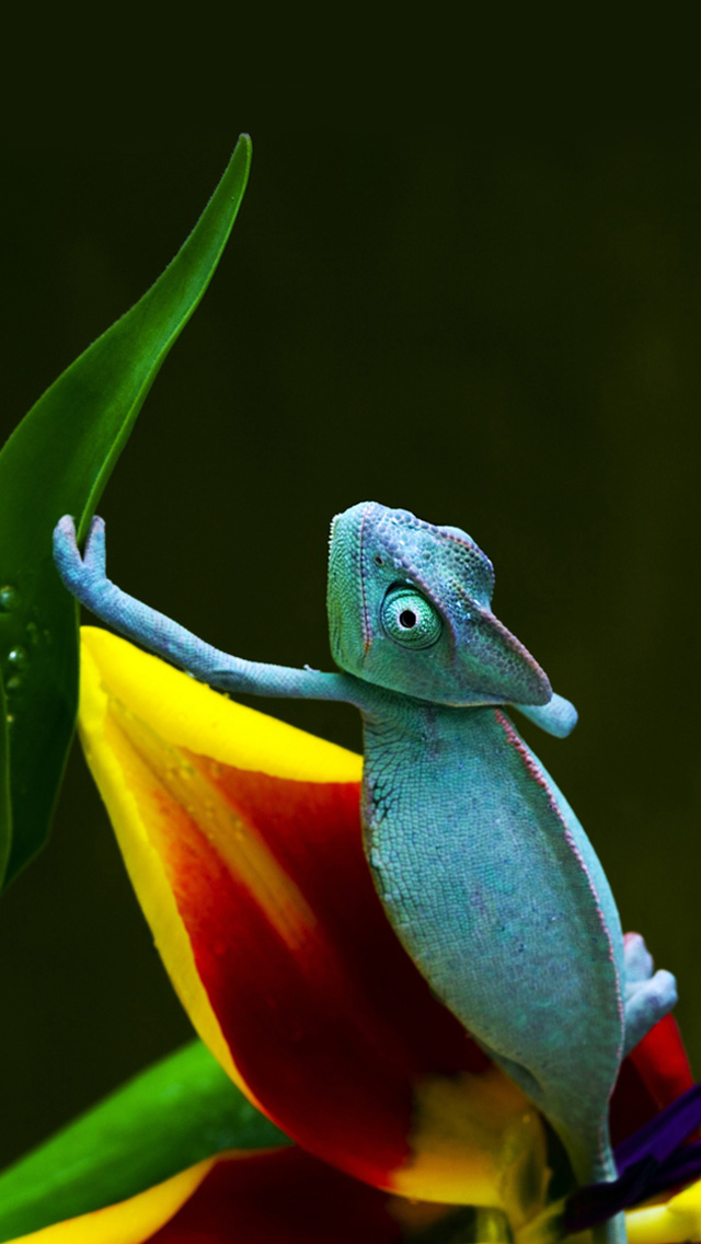 Blue Chameleon iPhone 5 Wallpaper