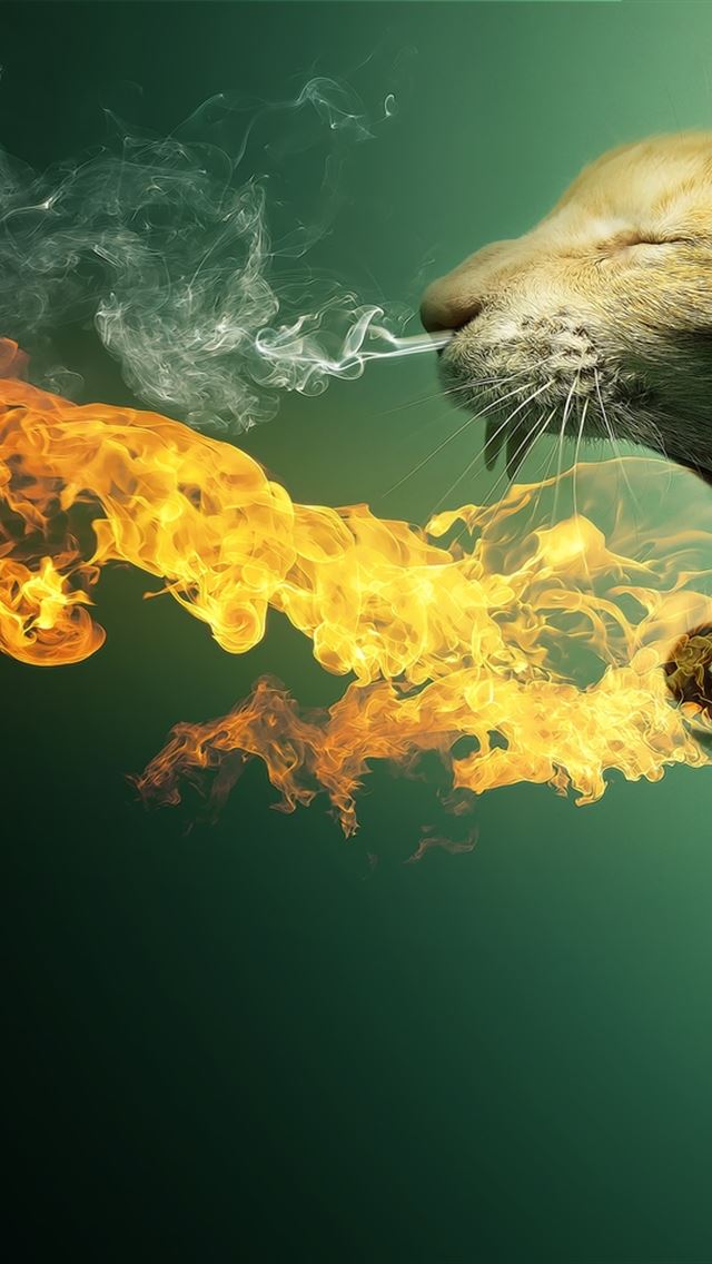 Cat By Fire