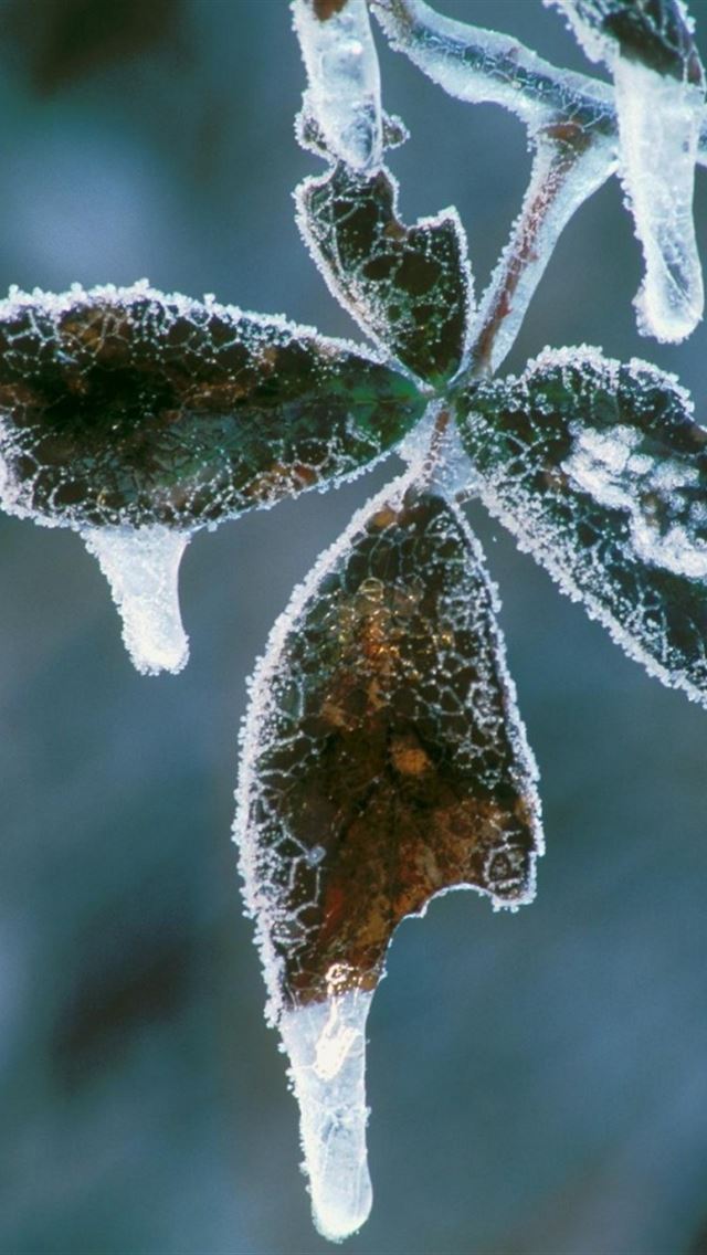 Frosty blackberry leaves