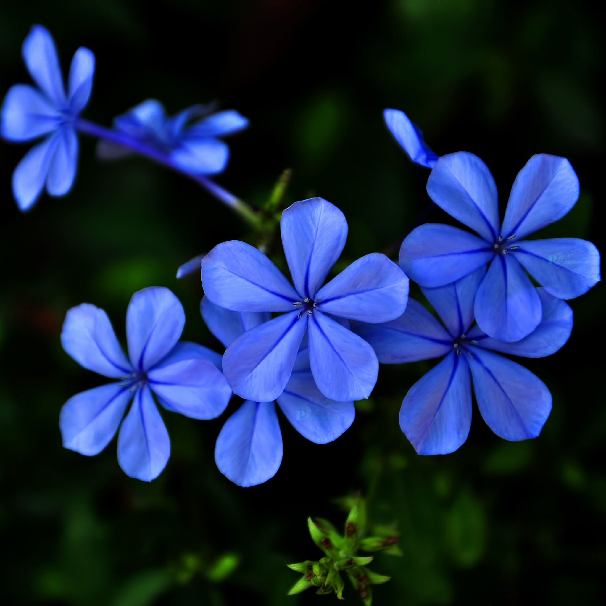 Flowers Ipad Air Wallpapers Iphone 2427 1 Blue Purple Flowers Ipad Air Wallpaper