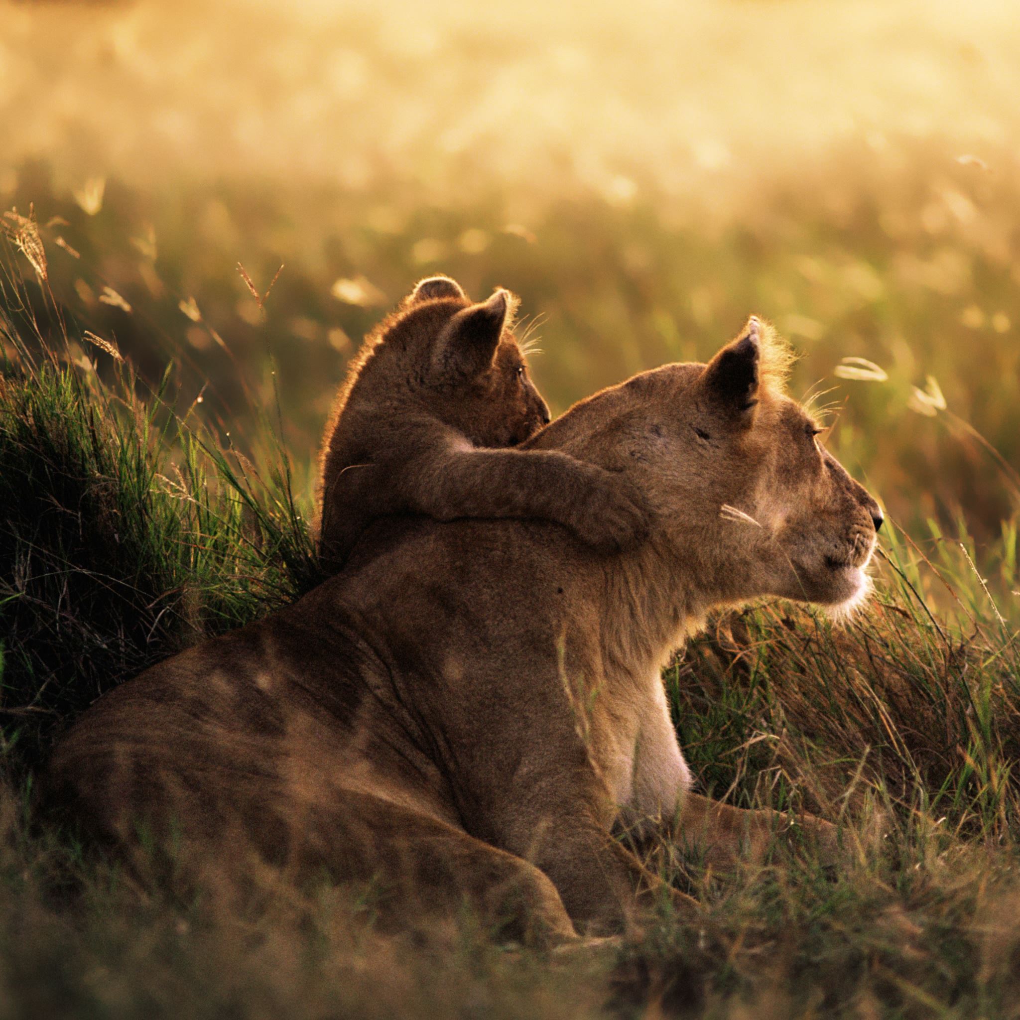 Closing-Lion-Grassland-ipad-air-wallpaper-ilikewallpaper_com.jpg