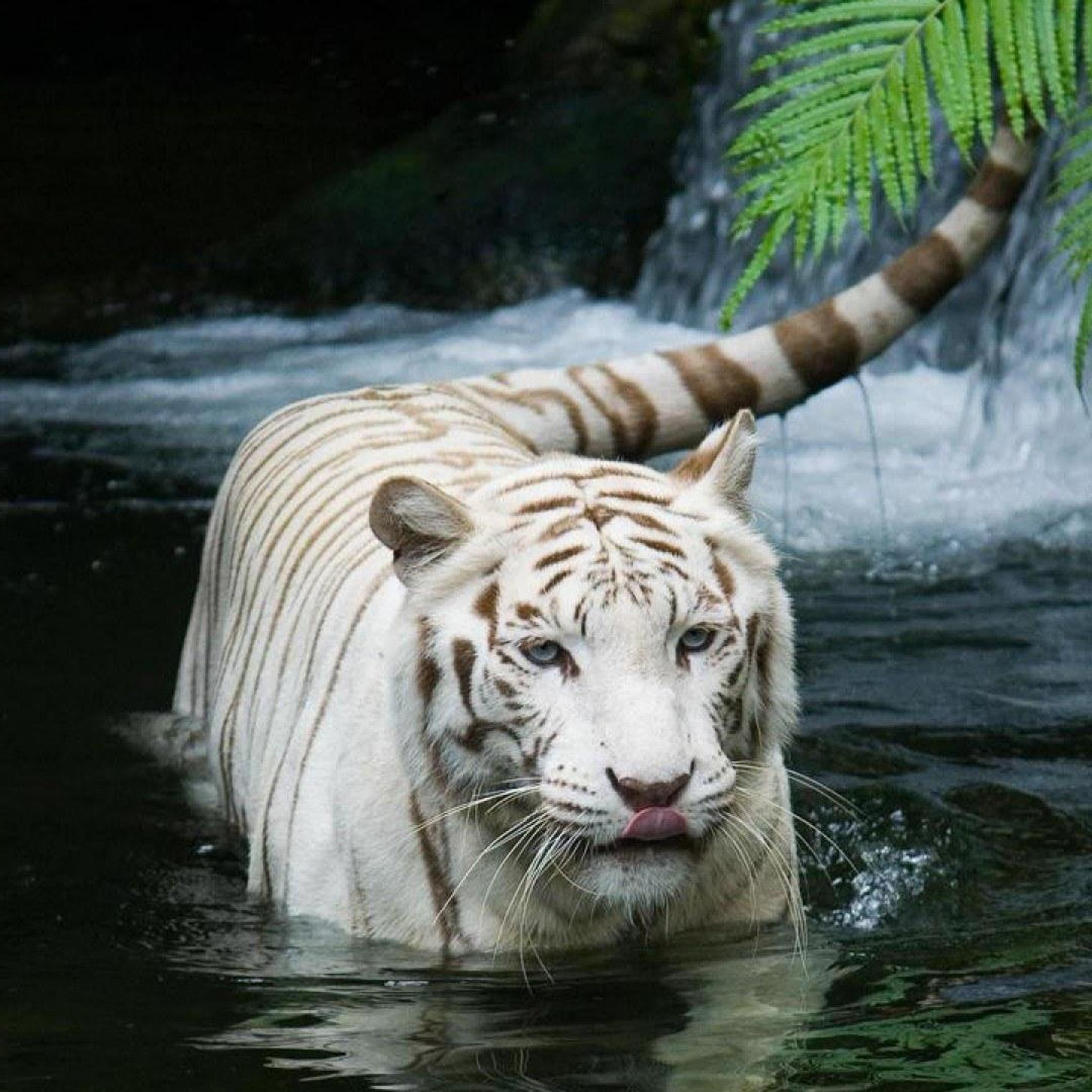 Tiger-Walking-In-Water-ipad-air-wallpaper-ilikewallpaper_com.jpg