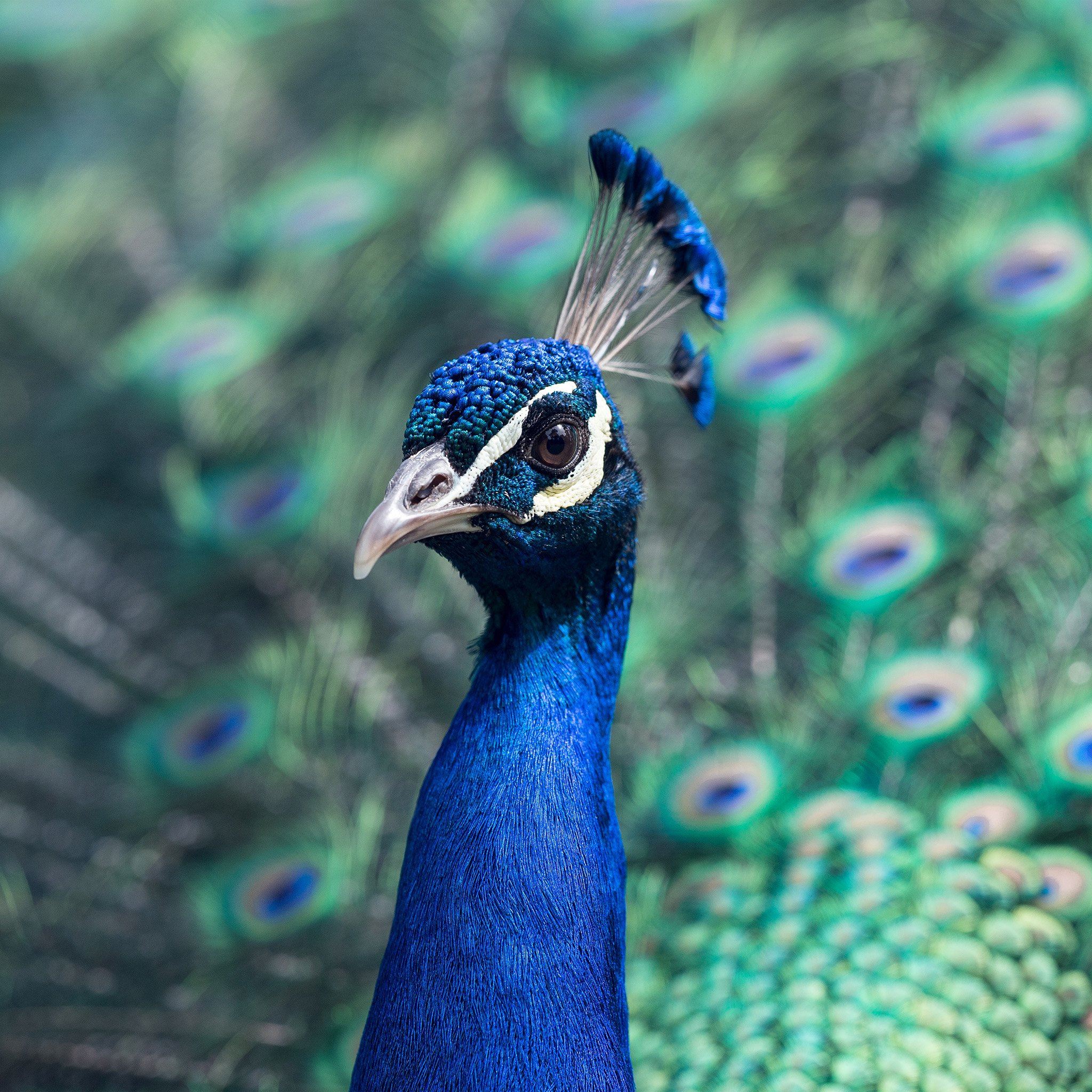 Peacock Animal Bird Nature Blue iPad Air Wallpaper ...