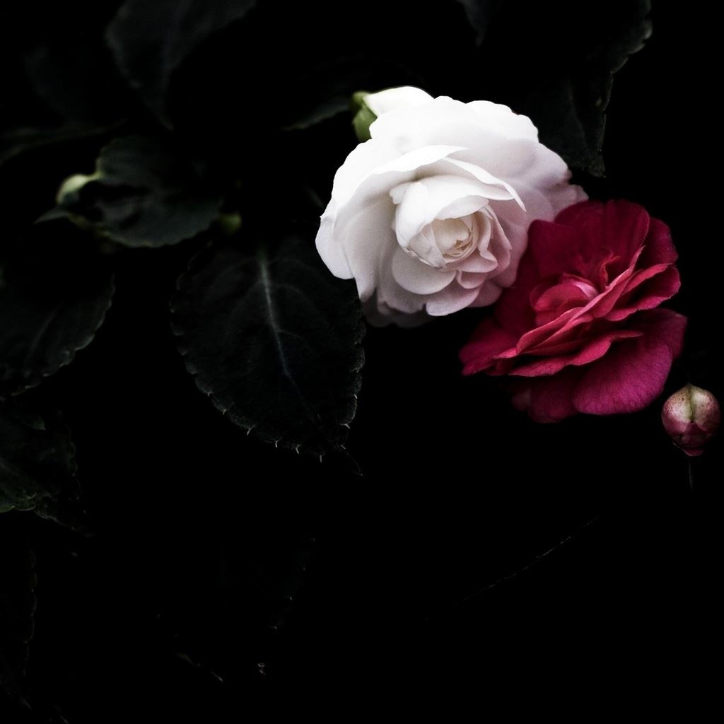 Red And White Rose Wallpaper