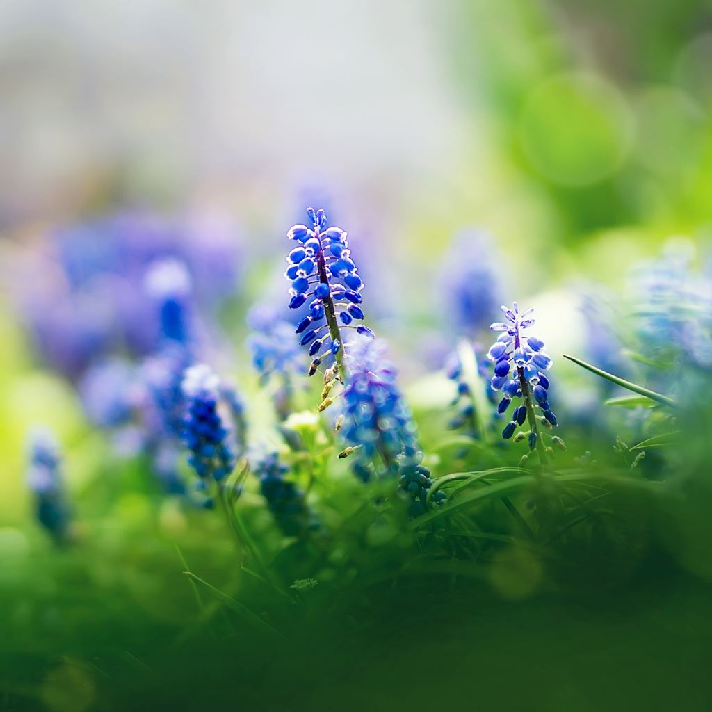Muscari-Flowers-ipad-wallpaper-ilikewallpaper_com.jpg