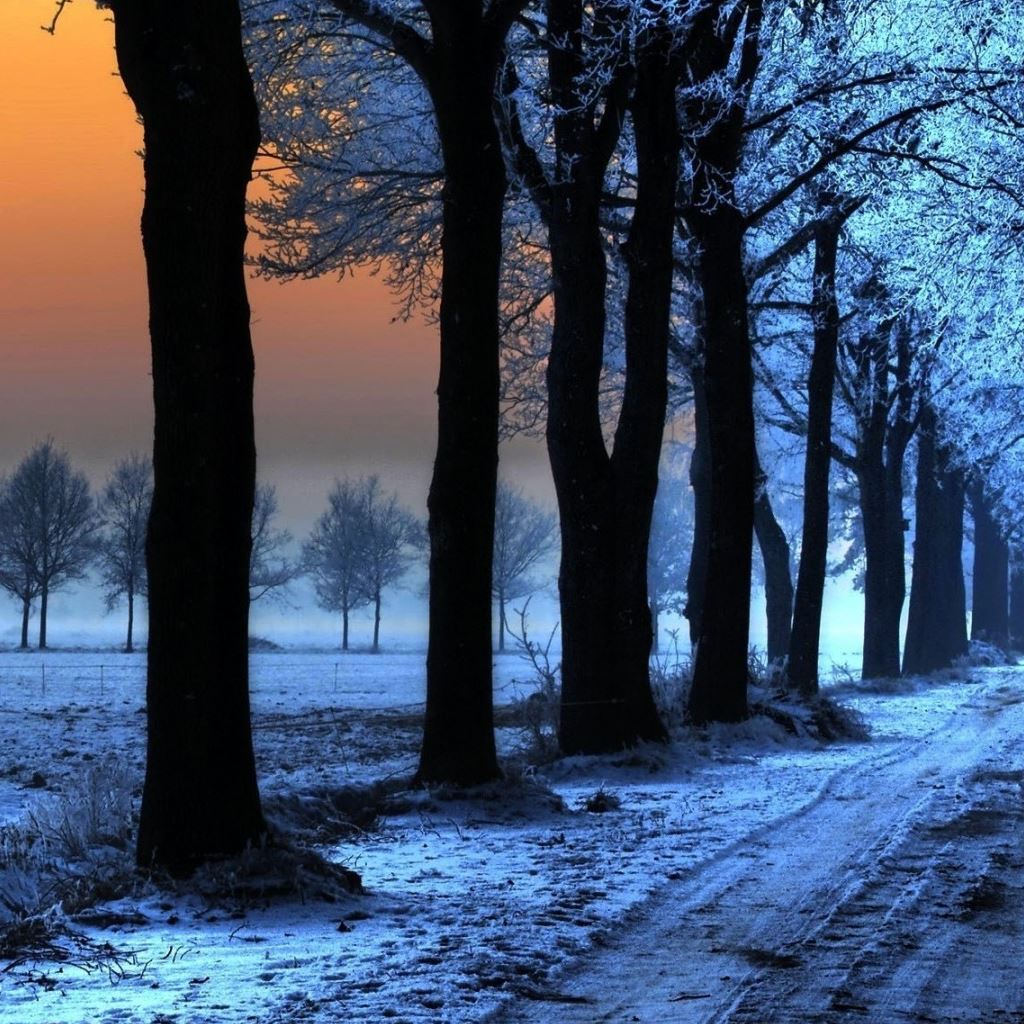 Sunrise-Trees-Path-ipad-wallpaper-ilikewallpaper_com.jpg