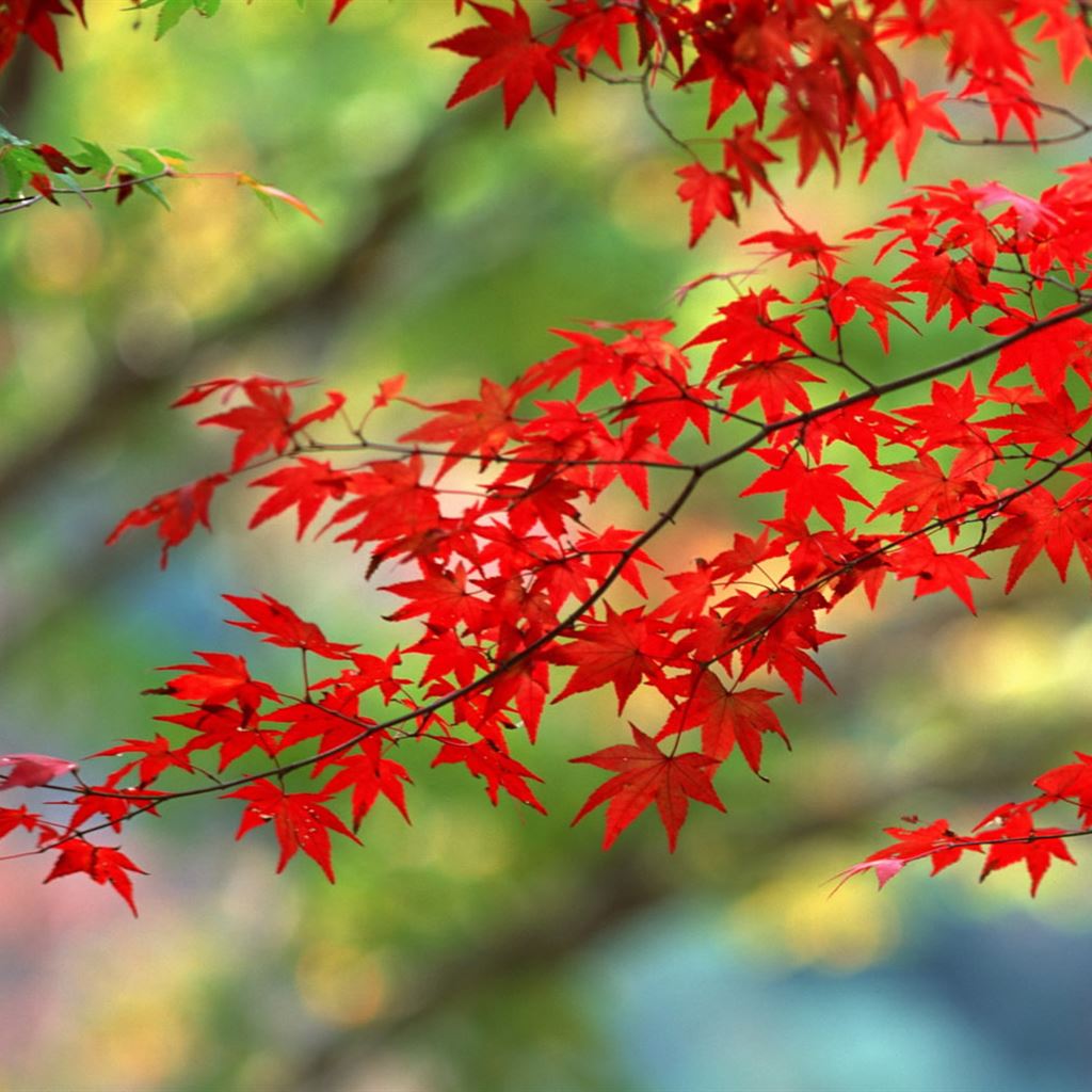 Japanese Maple iPad Wallpaper Download | iPhone Wallpapers, iPad