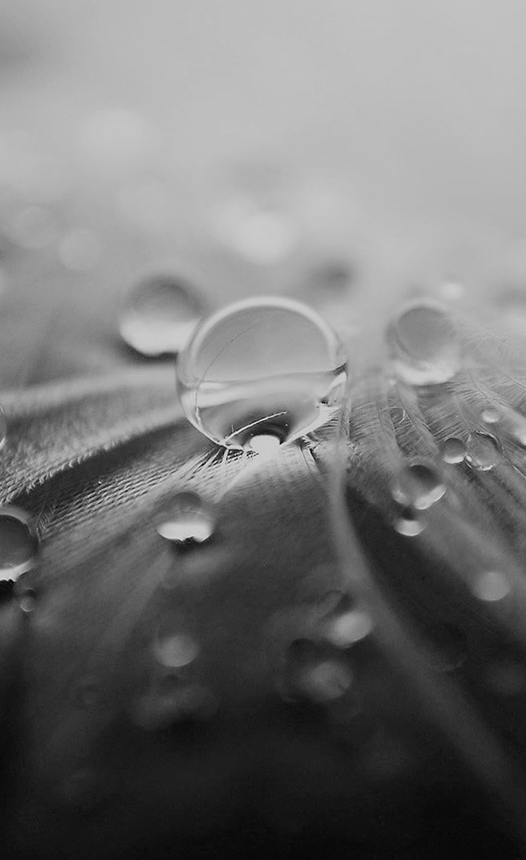 Black And White Rose Iphone Wallpaper Black And White Rose Iphone Wallpaper