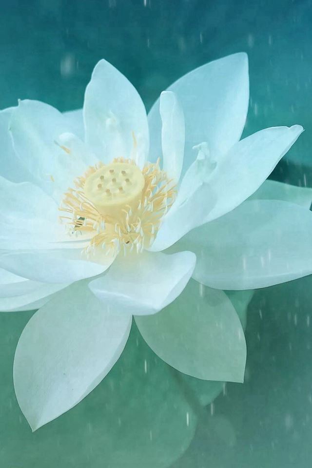 Pure Beautiful Lotus Flower Macro iPhone 4s Wallpaper Download | iPhone