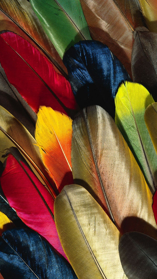 Parrot-Feather-Colorful-iphone-5-wallpaper-ilikewallpaper_com.jpg