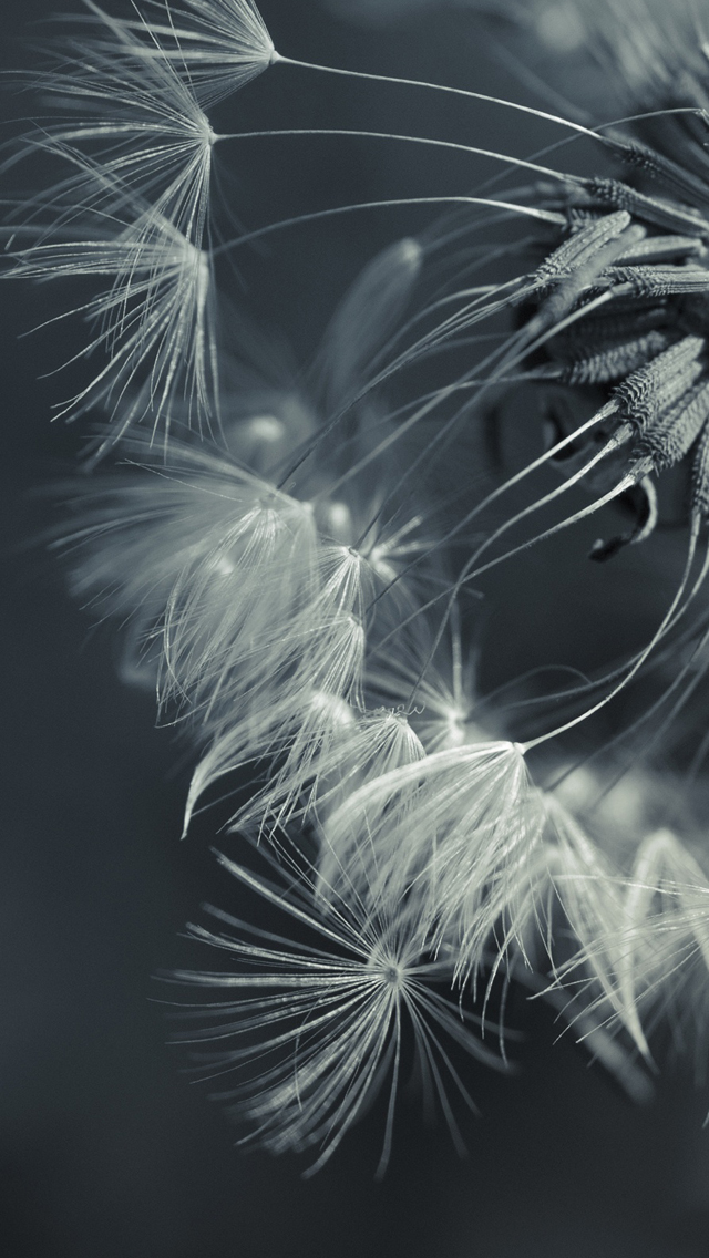 Candelion-close-up-iphone-5-wallpaper-ilikewallpaper_com.jpg