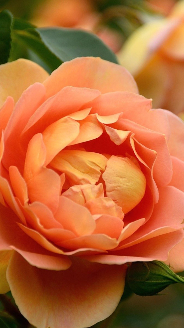 Peony-iphone-5-wallpaper-ilikewallpaper_com.jpg