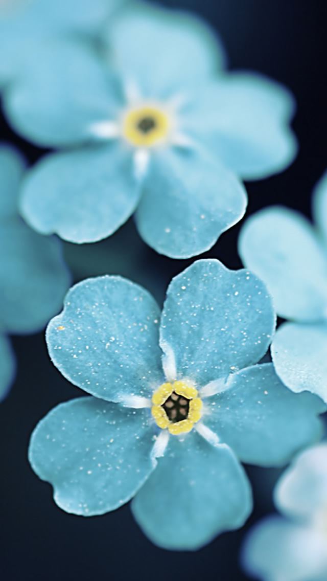青い花 お花フラワー柄 かわいい スマホ用iphoneホーム画面 待ち受けホーム画面 大量 Naver まとめ