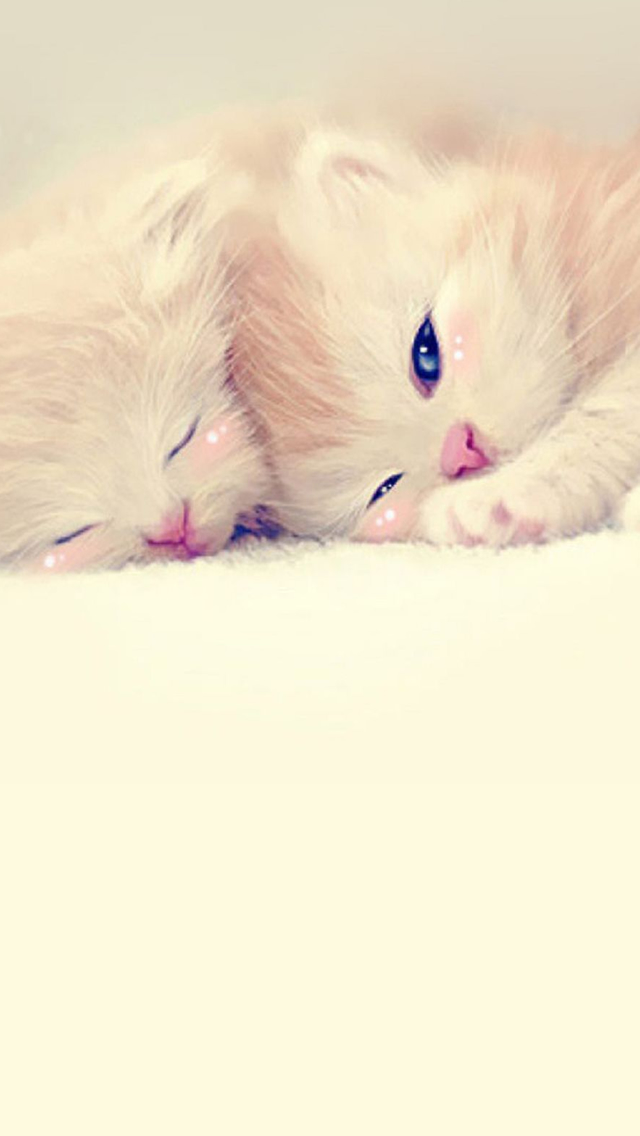 Sleeping Cute Kittens Lockscreen Iphone 可愛い猫のスマホiphone壁紙 イラスト 写真 画像 待ち受け画面 Naver まとめ