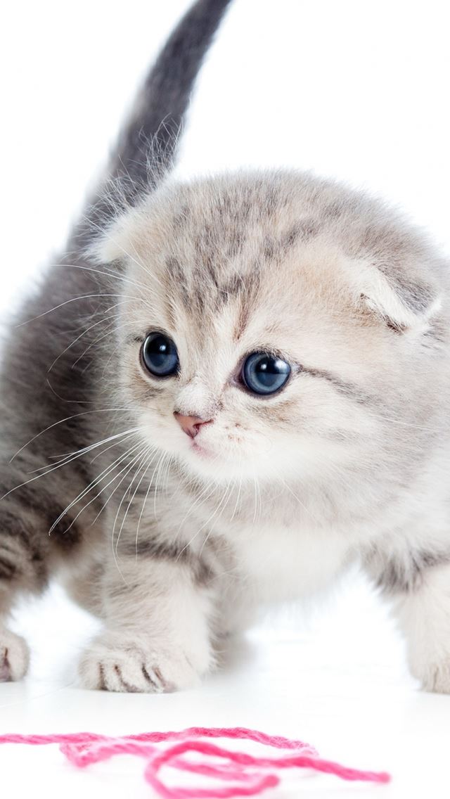 Kitten Ball Thread White Background Ipho 可愛い猫のスマホiphone壁紙 イラスト 写真 画像 待ち受け画面 Naver まとめ