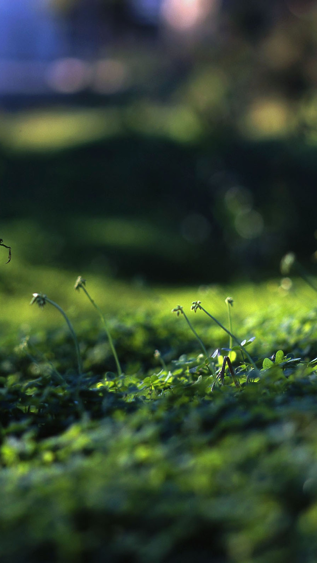 Grass-Level-iphone-5-wallpaper-ilikewallpaper_com.jpg