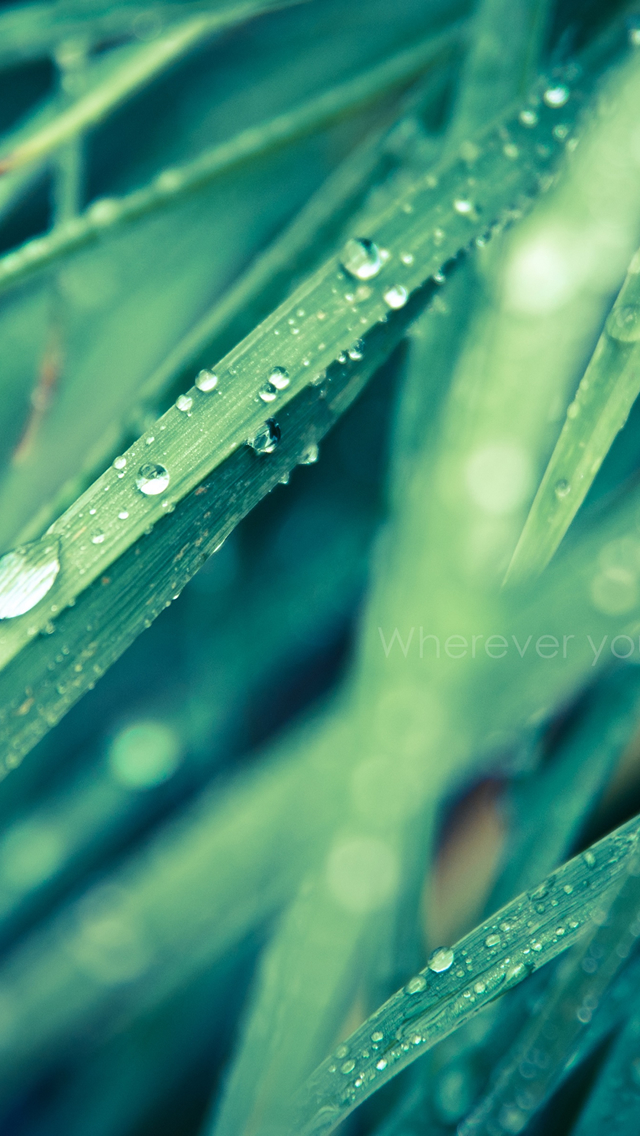 Morning-Drops-on-Leaves-iphone-5-wallpaper-ilikewallpaper_com.jpg