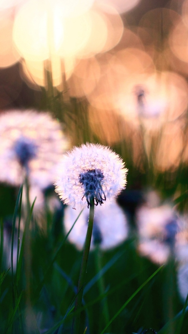 Dandelions-Macro-iphone-5-wallpaper-ilikewallpaper_com.jpg