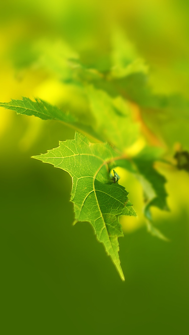 Green-Leaf-Macro-iphone-5-wallpaper-ilikewallpaper_com.jpg