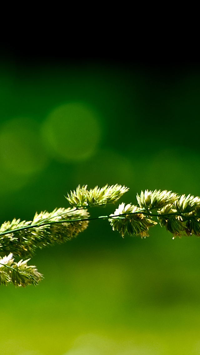 Green-Nature-iphone-5-wallpaper-ilikewallpaper_com.jpg