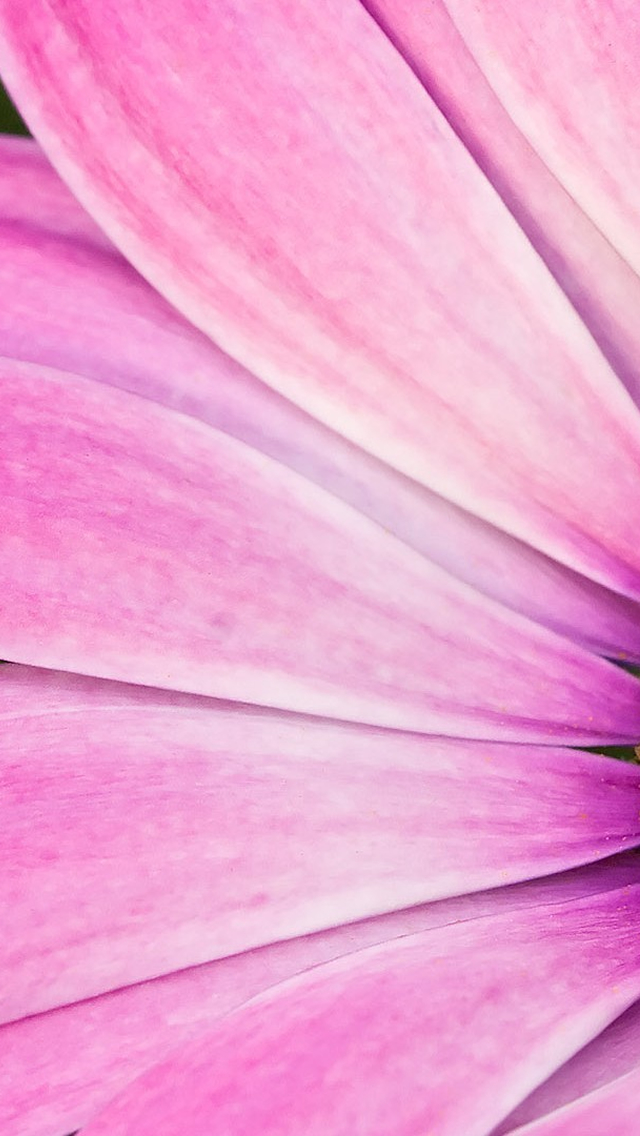 Pink-Flowers-iphone-5-wallpaper-ilikewallpaper_com.jpg