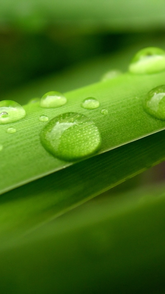 Dew-Marco-iphone-5-wallpaper-ilikewallpaper_com.jpg