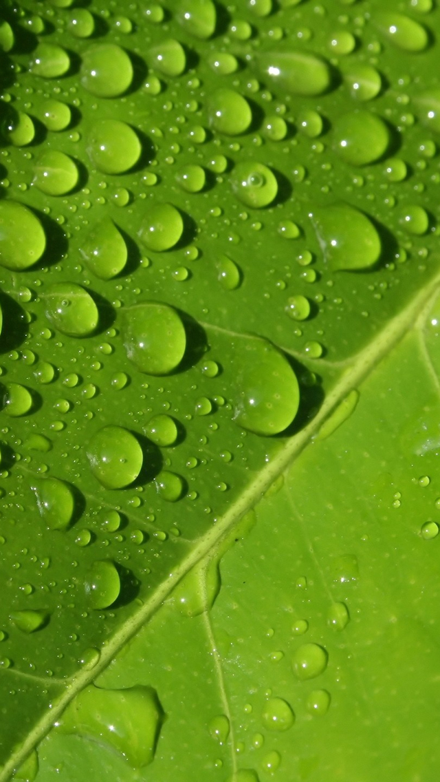 Drops-on-Leaf-iphone-5-wallpaper-ilikewallpaper_com.jpg