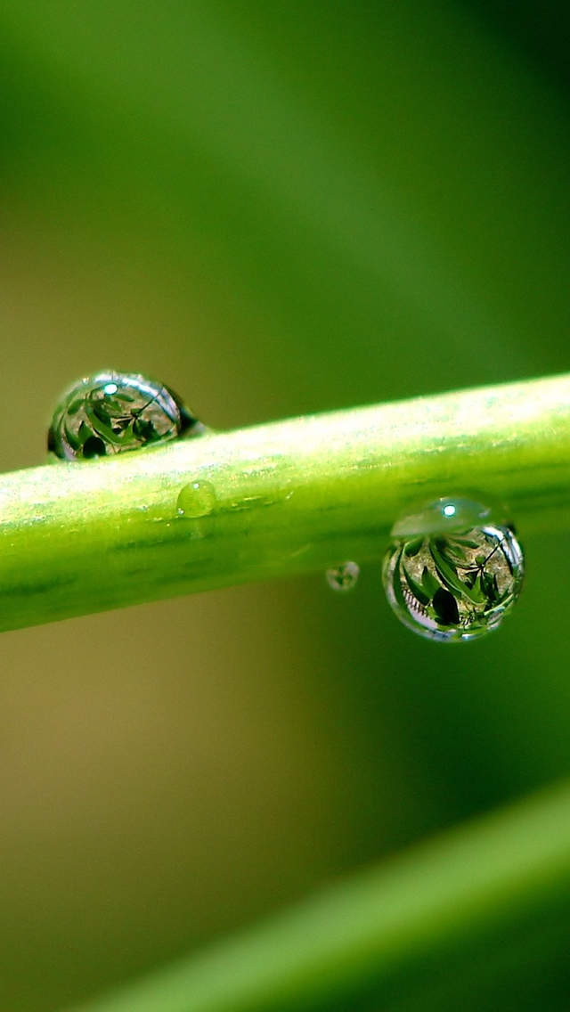 Pure-Drops-iphone-5-wallpaper-ilikewallpaper_com.jpg