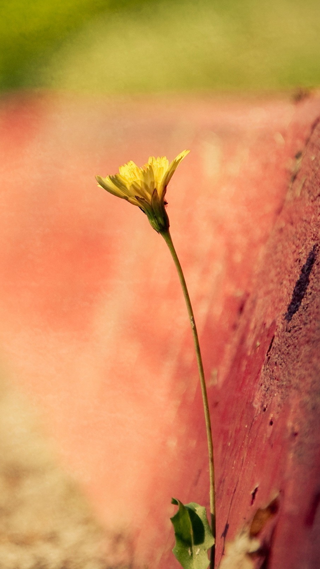 Single-Flower-iphone-5-wallpaper-ilikewallpaper_com.jpg