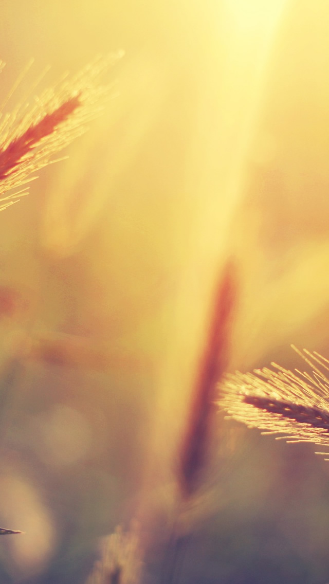 summer iPhone 5s Wallpapers | iPad Wallpapers & iPhone Wallpapers