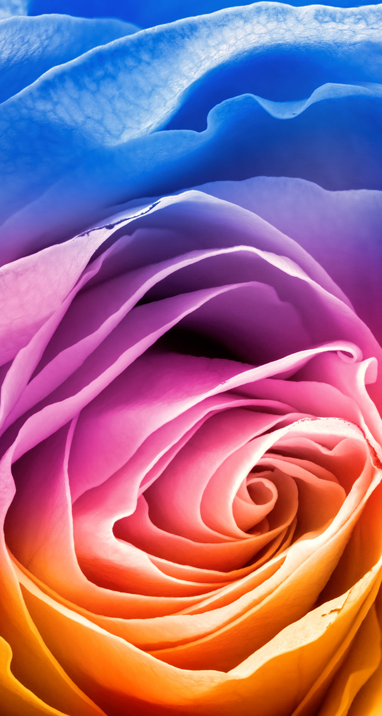 レインボー 薔薇の花 ローズ スマホ壁紙 Iphone Android待ち受け画面 Rose Flower Naver まとめ