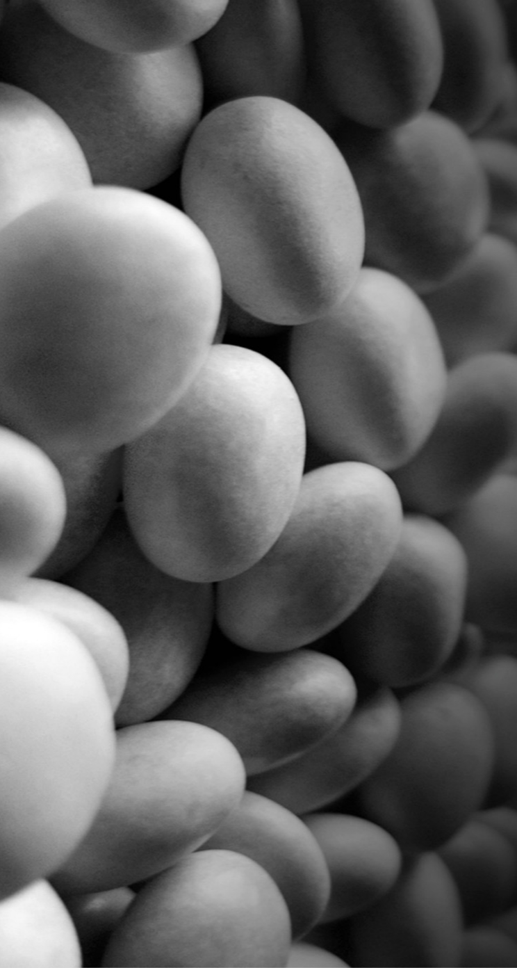 Black And White Rose Iphone Wallpaper Black And White Rose Iphone Wallpaper