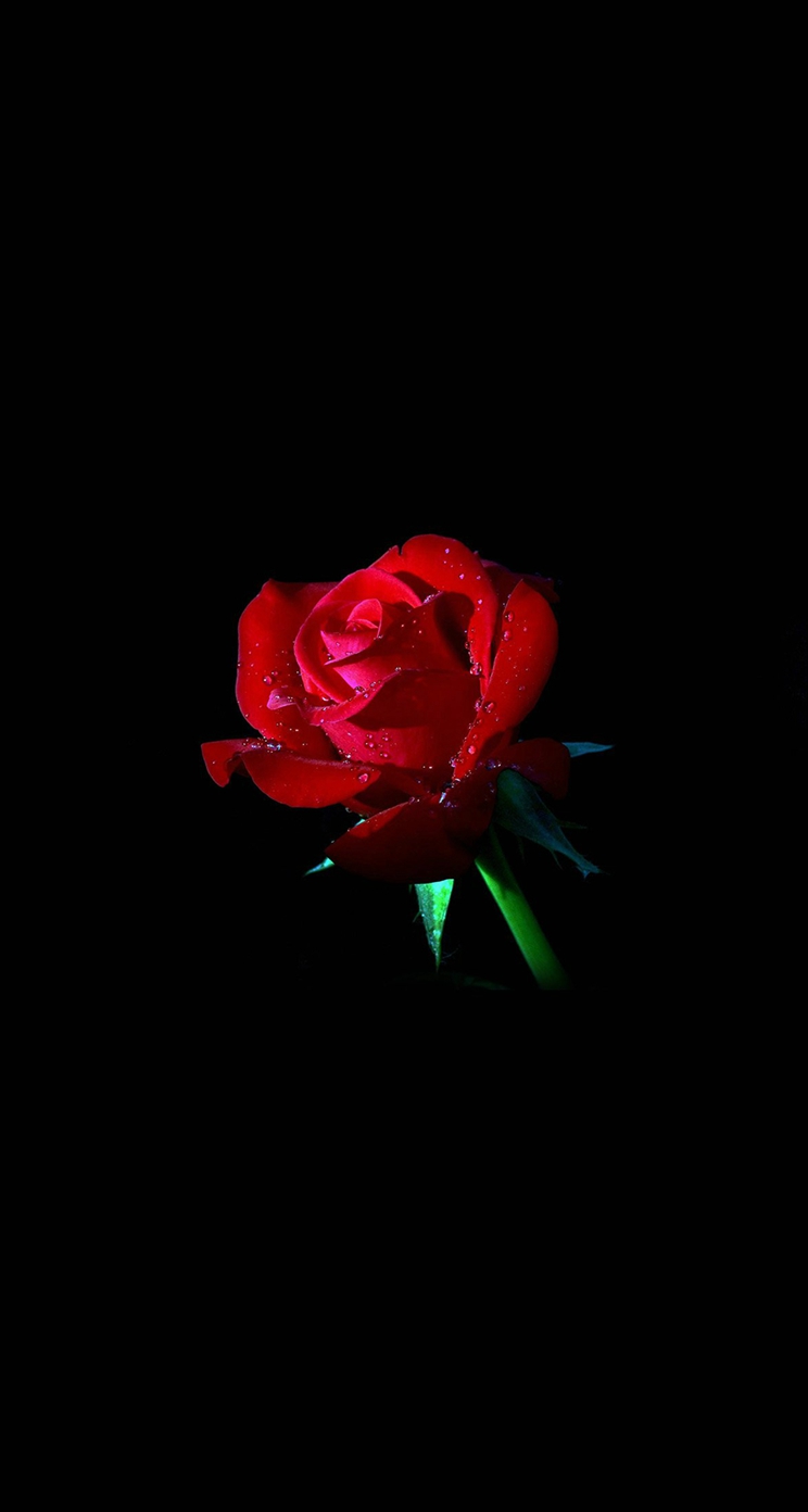 Black Rose Iphone Wallpaper