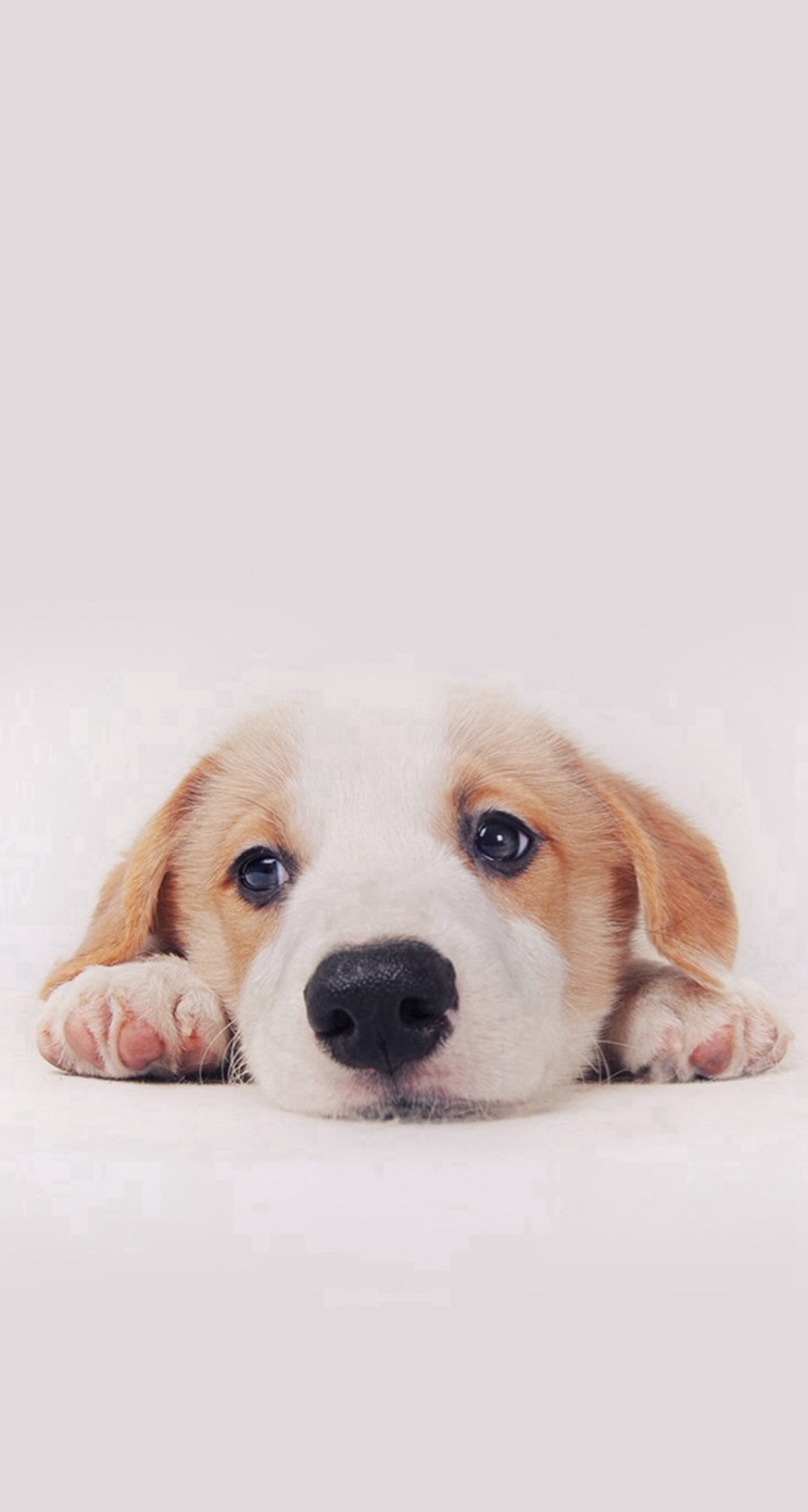 Cute Puppy Dog Pet iPhone 5s Wallpaper Download | iPhone Wallpapers