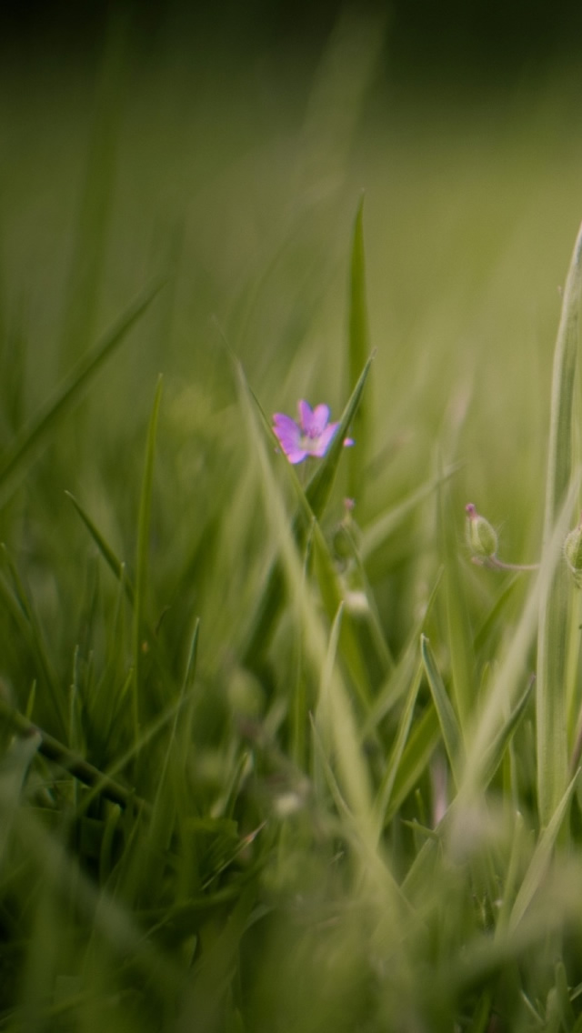 flower meadow iphone wallpaper meadow and flowers iphone 5s wallpaper iphone flower meadow iphone wallpaper meadow and flowers iphone 5s wallpaper iphone