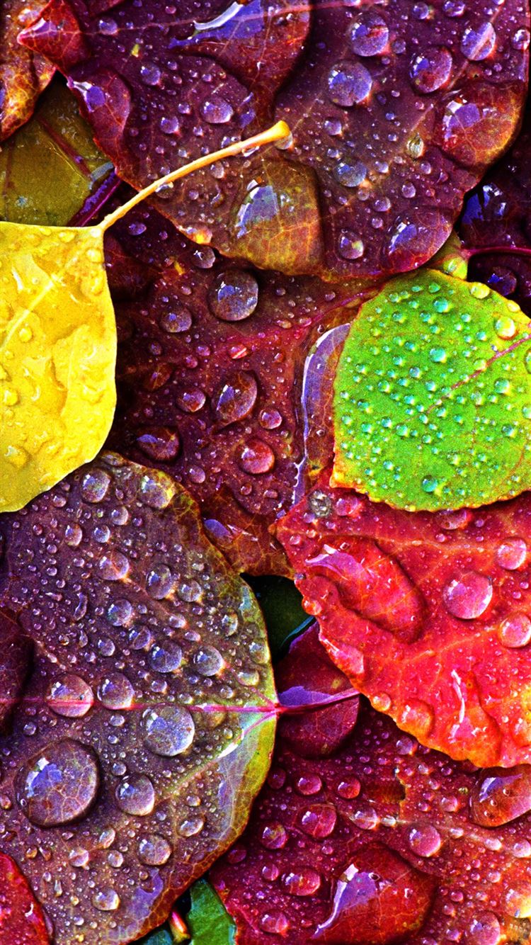 7743 18: Drops on Colorful Leaves iPhone 6 wallpaper Colorful Wallpapers For Iphone 6 Plus Colorful Wallpapers For Iphone 6 Plus 7743 18: Drops on Colorful Leaves iPhone 6 wallpaper