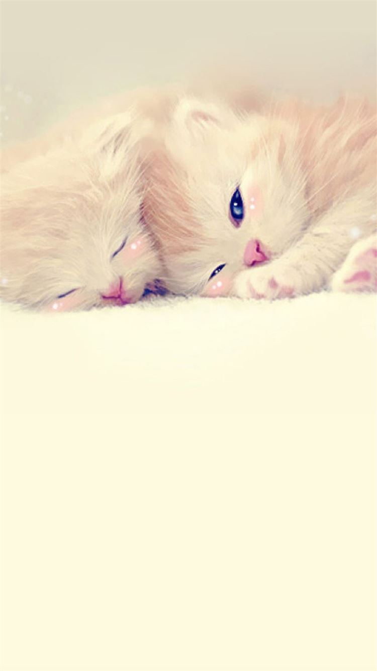 Image From Http Www Ilikewallpaper Net Iphone 6 Wallpapers Download 23306 Sleeping Cute Kittens Lockscreen Iphone 6 Wallpape Kittens Cutest Cute Animals Cats