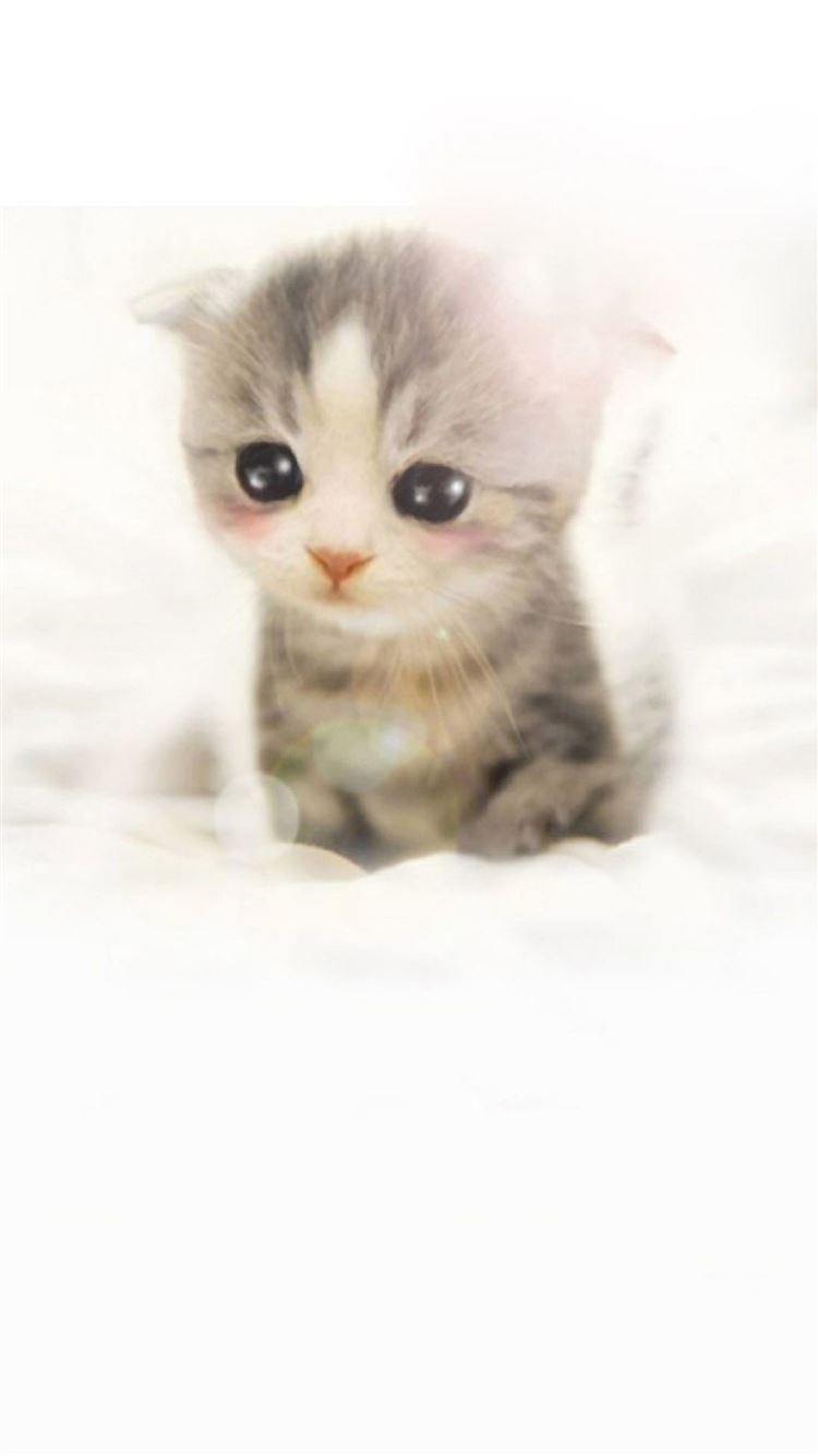 Cute Scottish Fold Kitten Iphone 6 Wallp 女子向け 可愛い ガーリーなスマホ壁紙 待ち受けホーム画面 画像大量 400 Naver まとめ