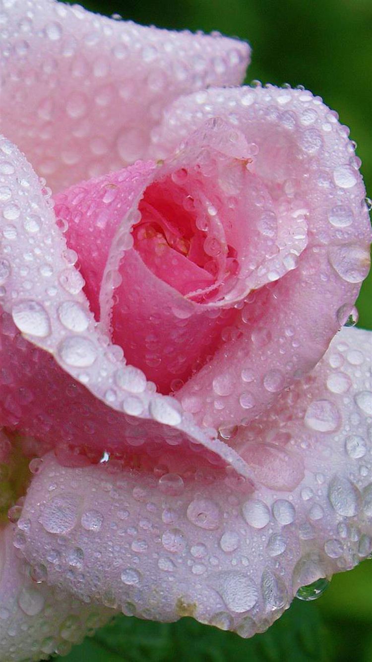     РОЗА РОЗОВАЯ  Fresh-Dew-Rose-Macro-iphone-6-wallpaper-ilikewallpaper_com