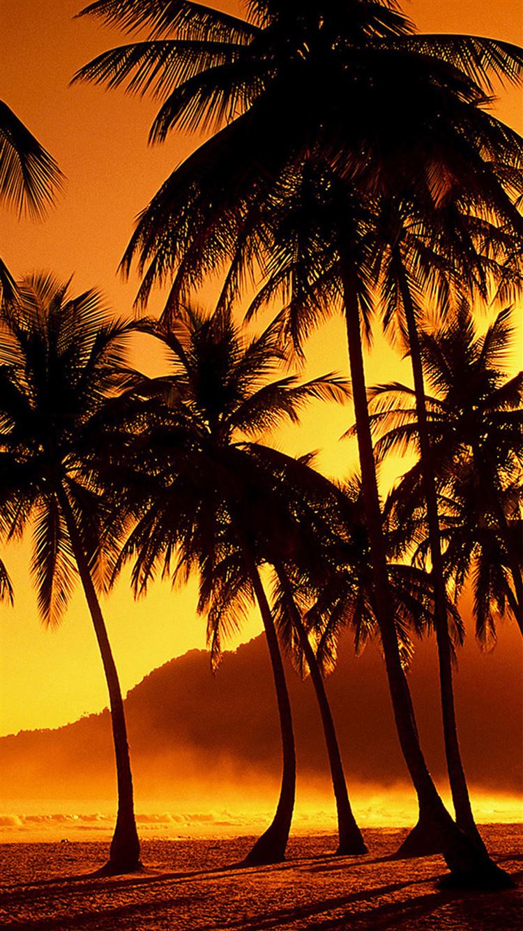Nature Sunset Beach Coconut Grove Iphone 6 Wallpaper Iphone壁紙 夏 海 青空 Naver まとめ