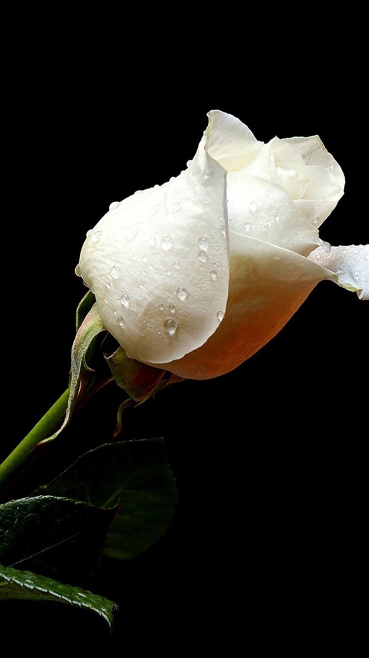 Black And White Rose Iphone Wallpaper Black And White Rose Iphone Wallpaper