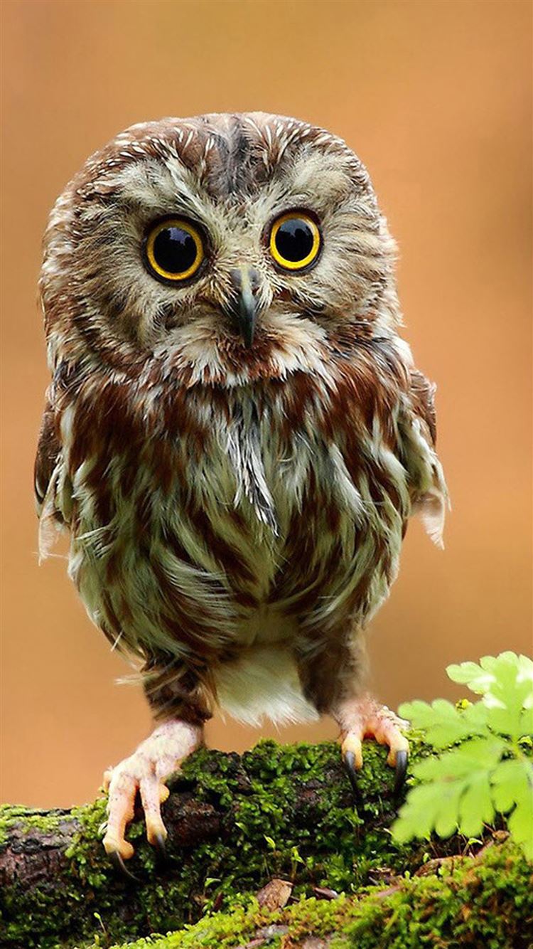 Little-Owl-In-God's-eyes-iphone-6-wallpaper-ilikewallpaper_com.jpg