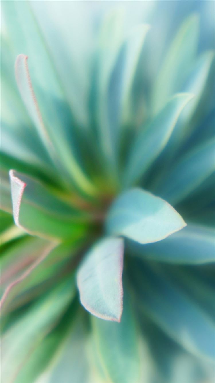 Fleshy Plant Leaf Macro Bokeh iPhone 6 Wallpaper Download