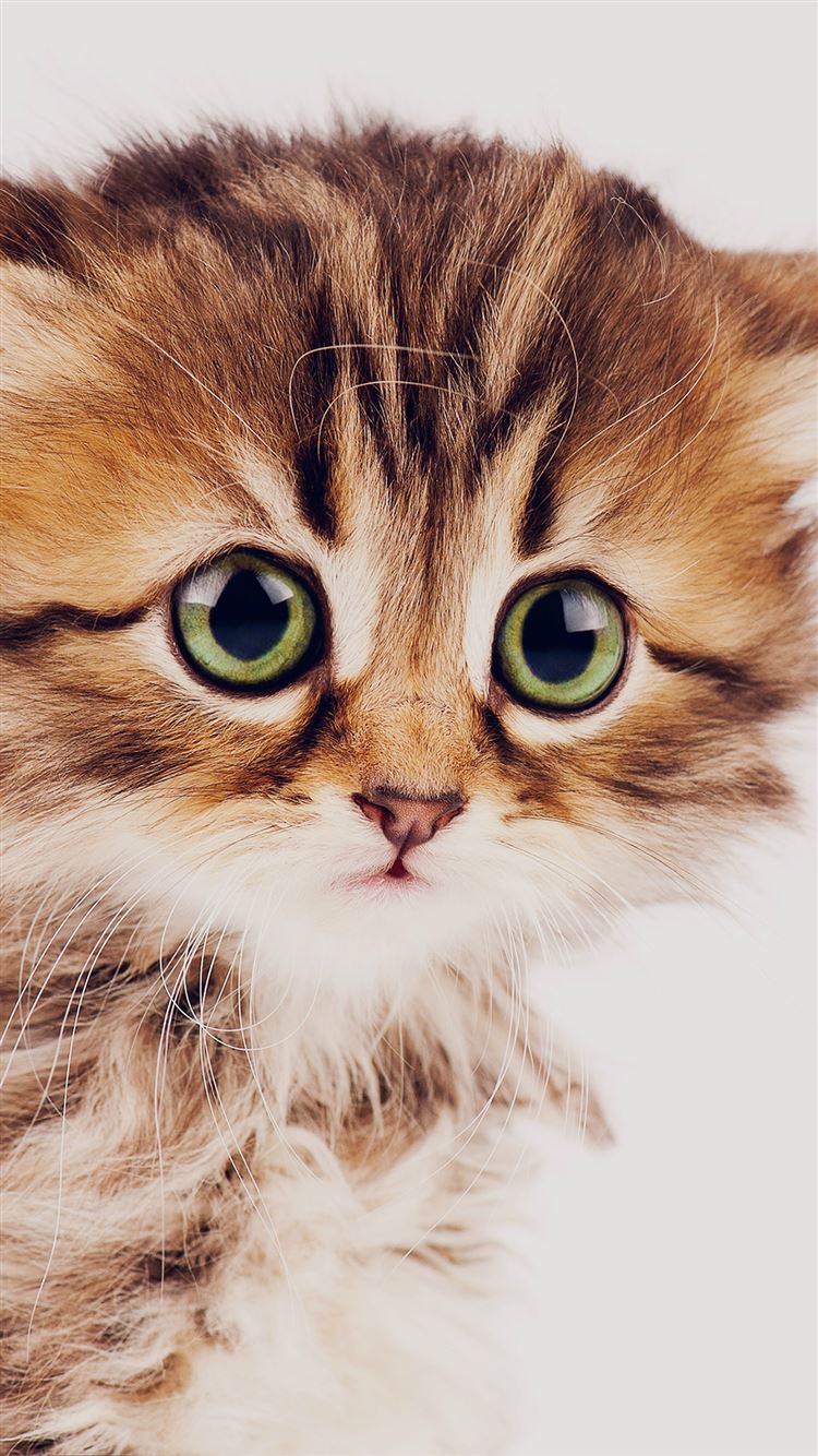 Cat Animal Nature Cute iPhone 6 Wallpaper Download iPhone Wallpapers Cat Animal Nature Cute iPhone 6 Wallpaper Download iPhone Wallpapers