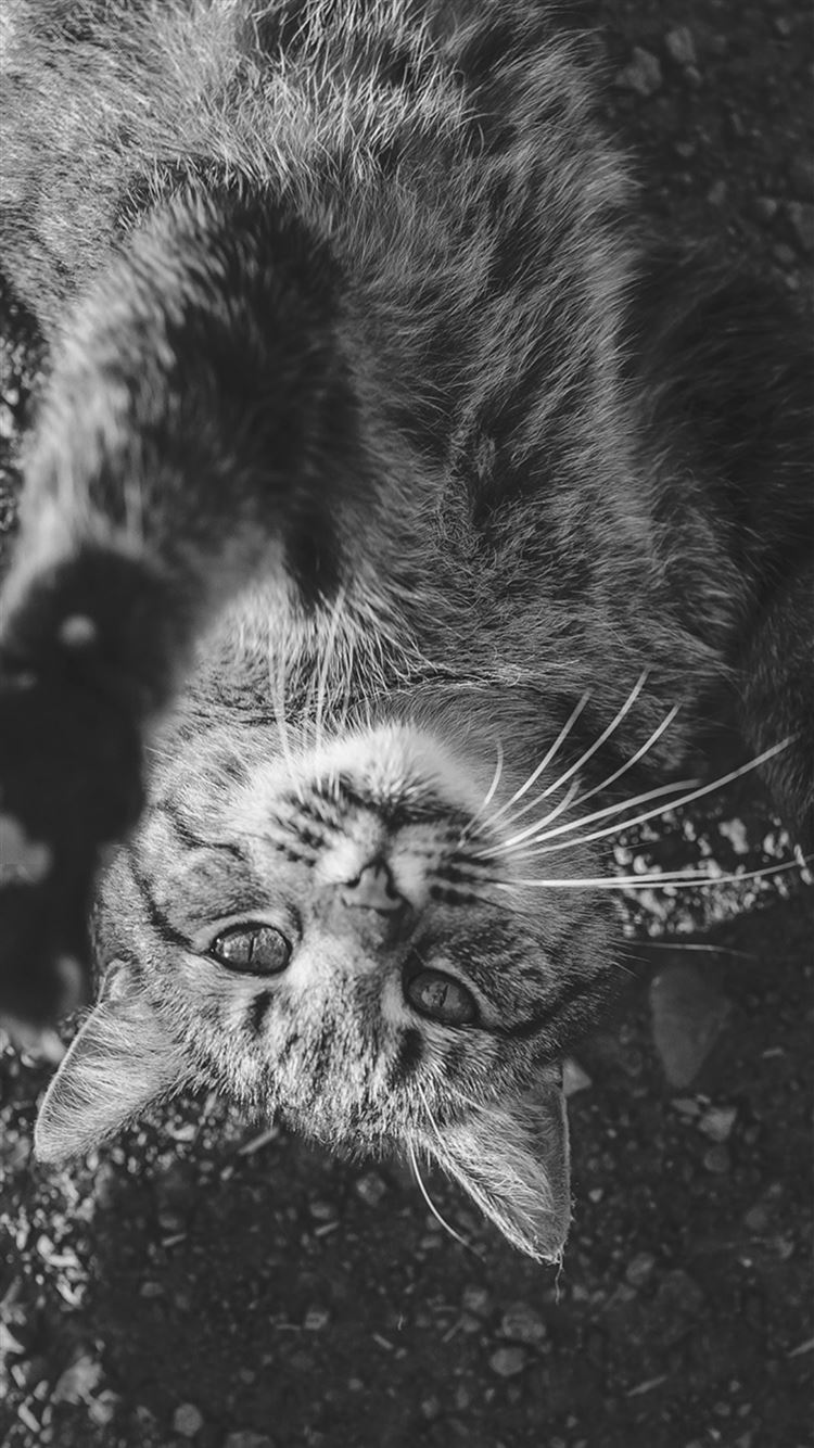 Lying Animal Cat Dark iPhone 6 Wallpaper Download iPhone Wallpapers Lying Animal Cat Dark iPhone 6 Wallpaper Download iPhone Wallpapers