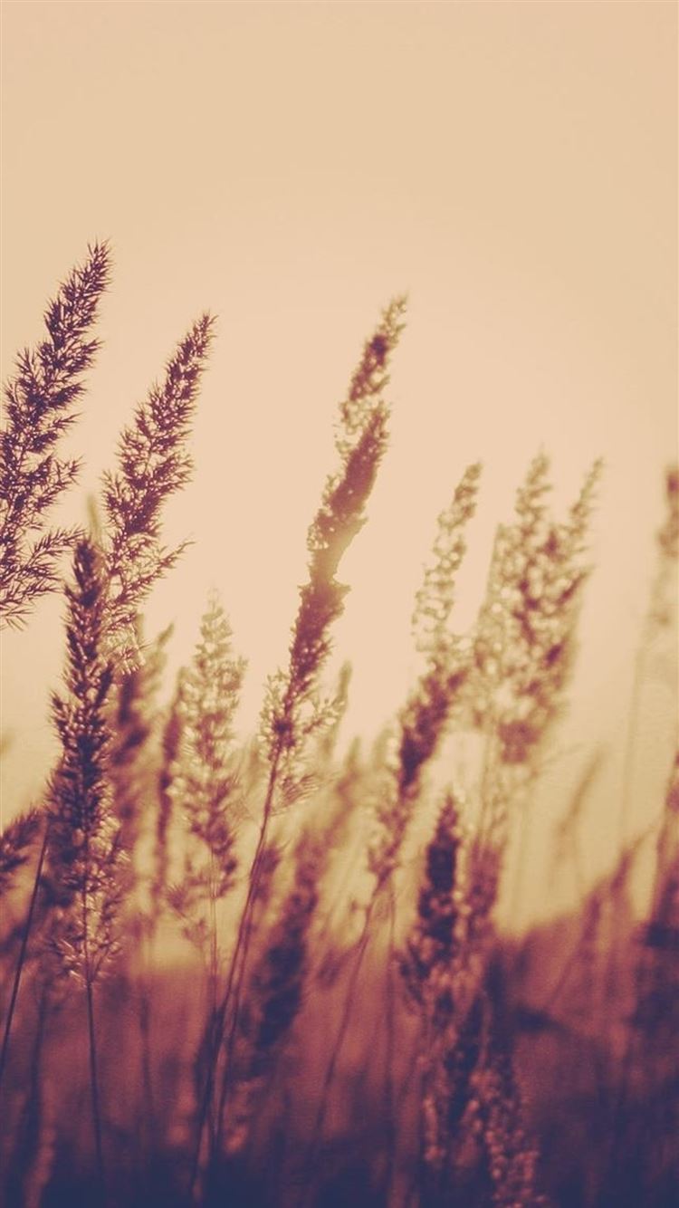 Nature Aesthetic Reed Plant Field Blur iPhone 6 Wallpaper Download