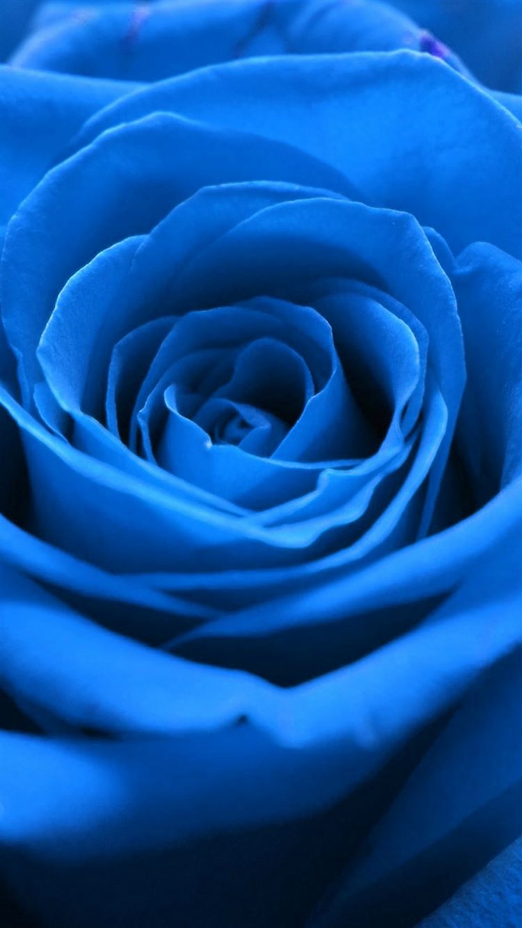 nature blue rose flower macro iphone6 心が疲れているあなたに