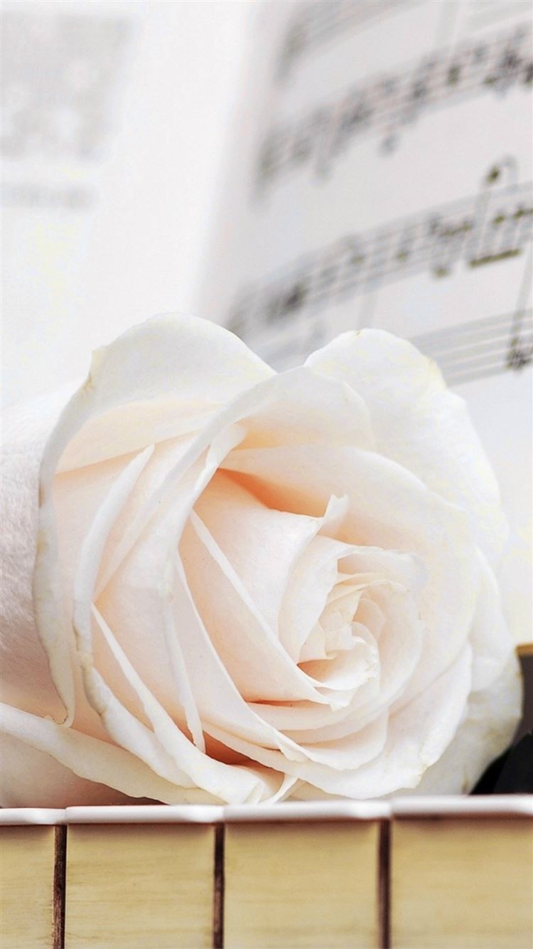 Black And White Rose Iphone Wallpaper