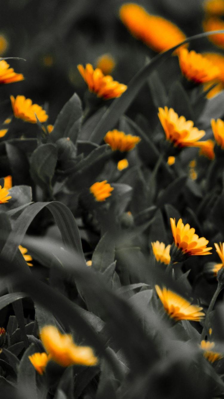 [عکس: Orange-Flowers-Black-White-Photo-iphone-...er_com.jpg]